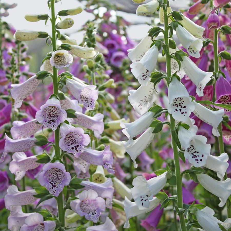 Digitalis purpurea Camelot Mix