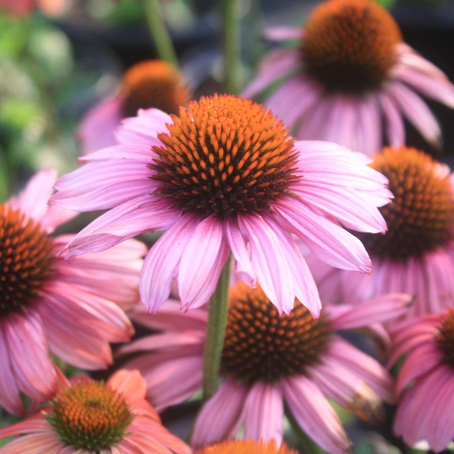 Echinacea Mama Mia