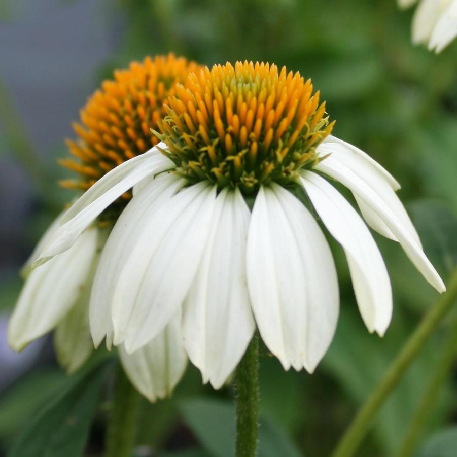 Echinacea purpurea PowWow White