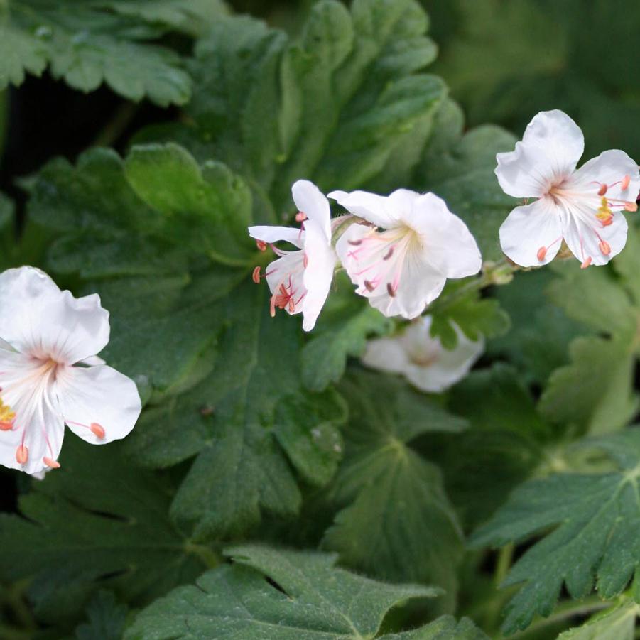 Geranium macrorrhizum Spessart