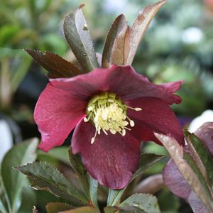 Helleborus Orientalis Red Racer Sandy S Plants Helleborus Orientalis Red Racer Sandy