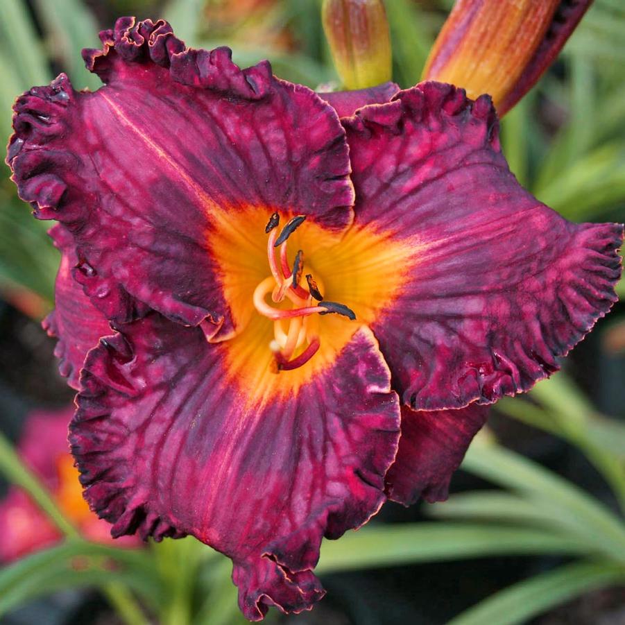 Hemerocallis Purplelicious