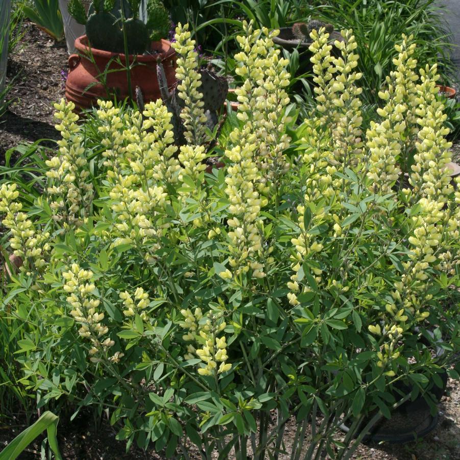 Baptisia x Carolina Moonlight Sandy's Plants