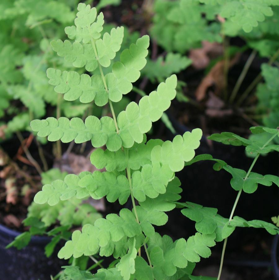 Osmunda claytoniana 