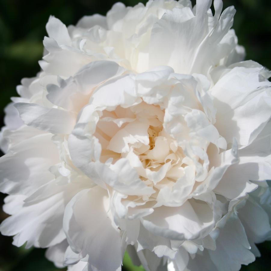 Paeonia lactiflora Moon River