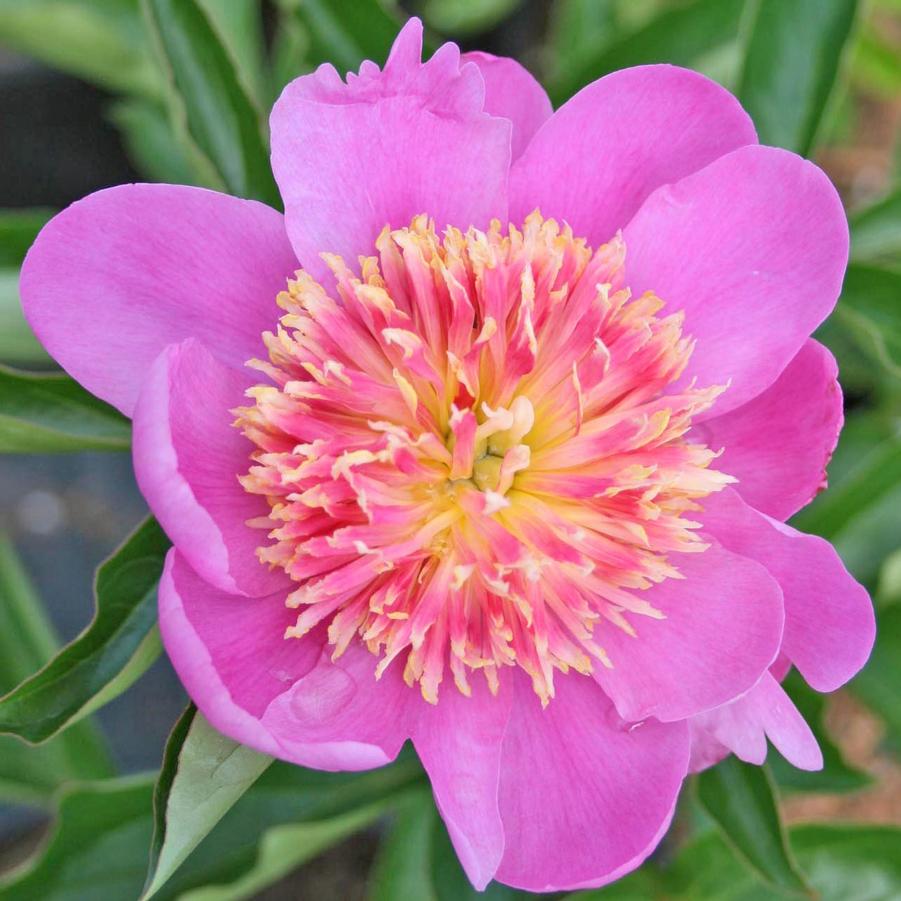 Paeonia lactiflora Tom Eckhardt