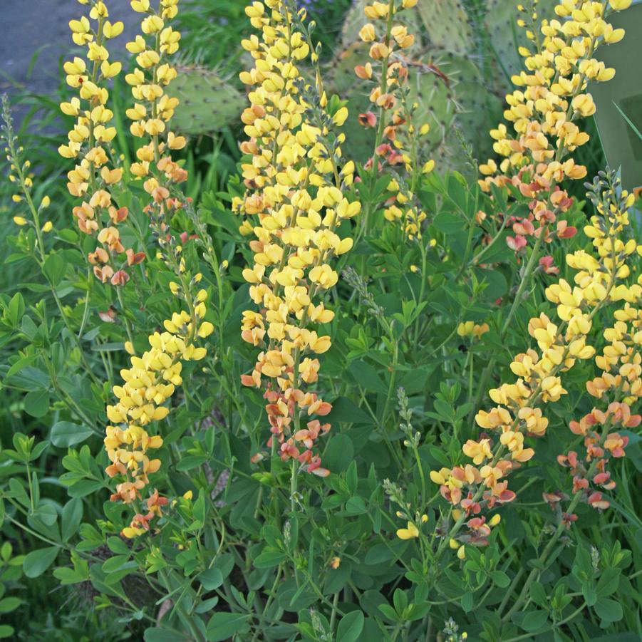 Baptisia Solar Flare Prairieblues