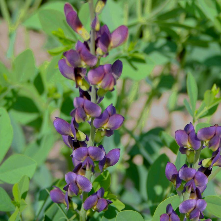 Baptisia Twilight Prairie Blues