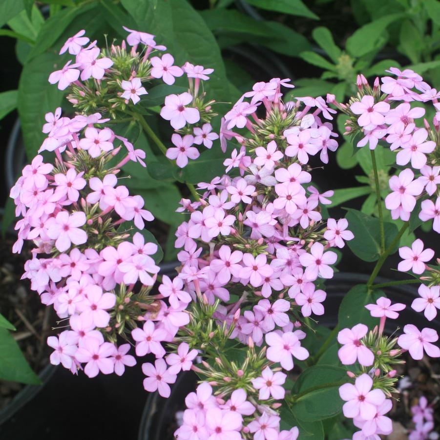 Phlox paniculata Jeana