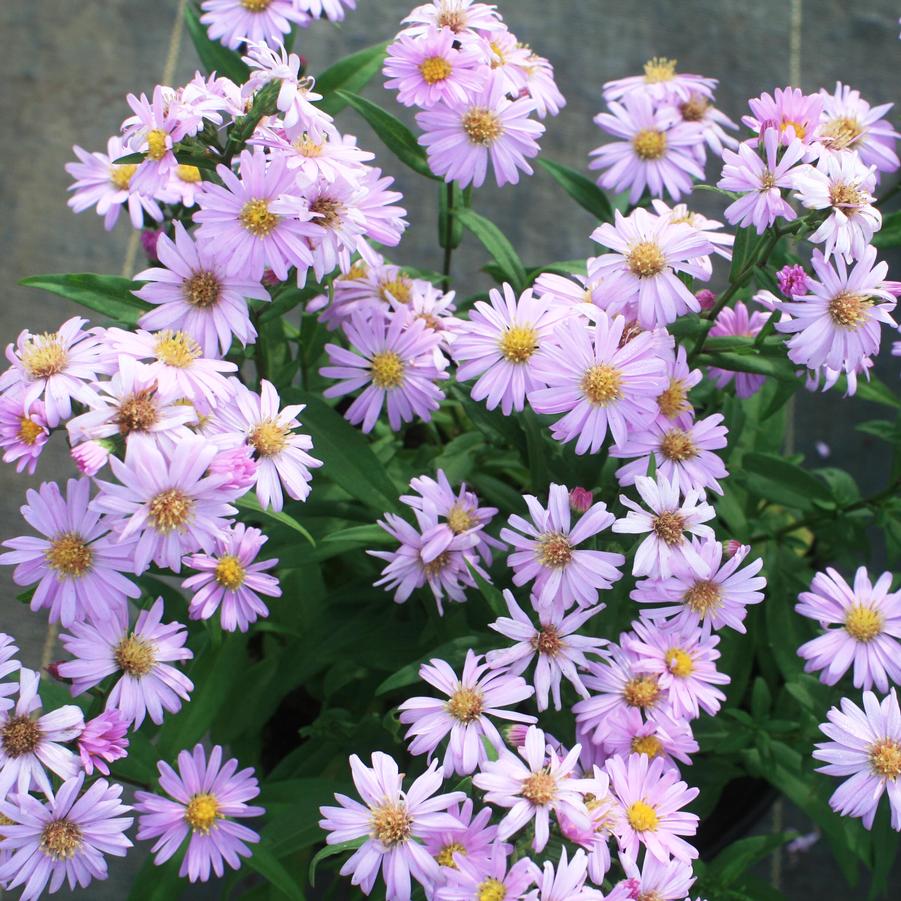 Aster (Symphyotrichum) novi-belgii Audrey