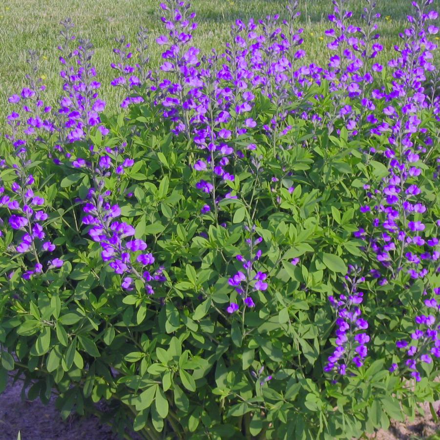 Baptisia minor 