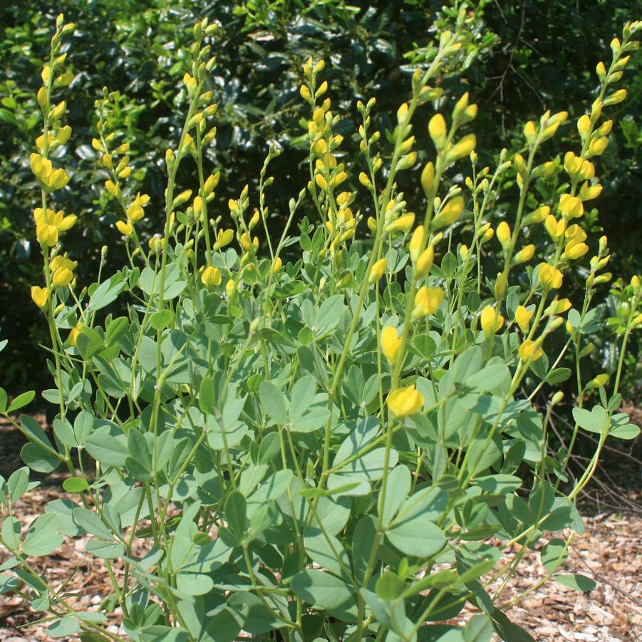 Baptisia sphaerocarpa 