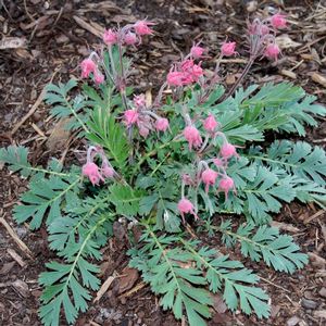 Geum triflorum 