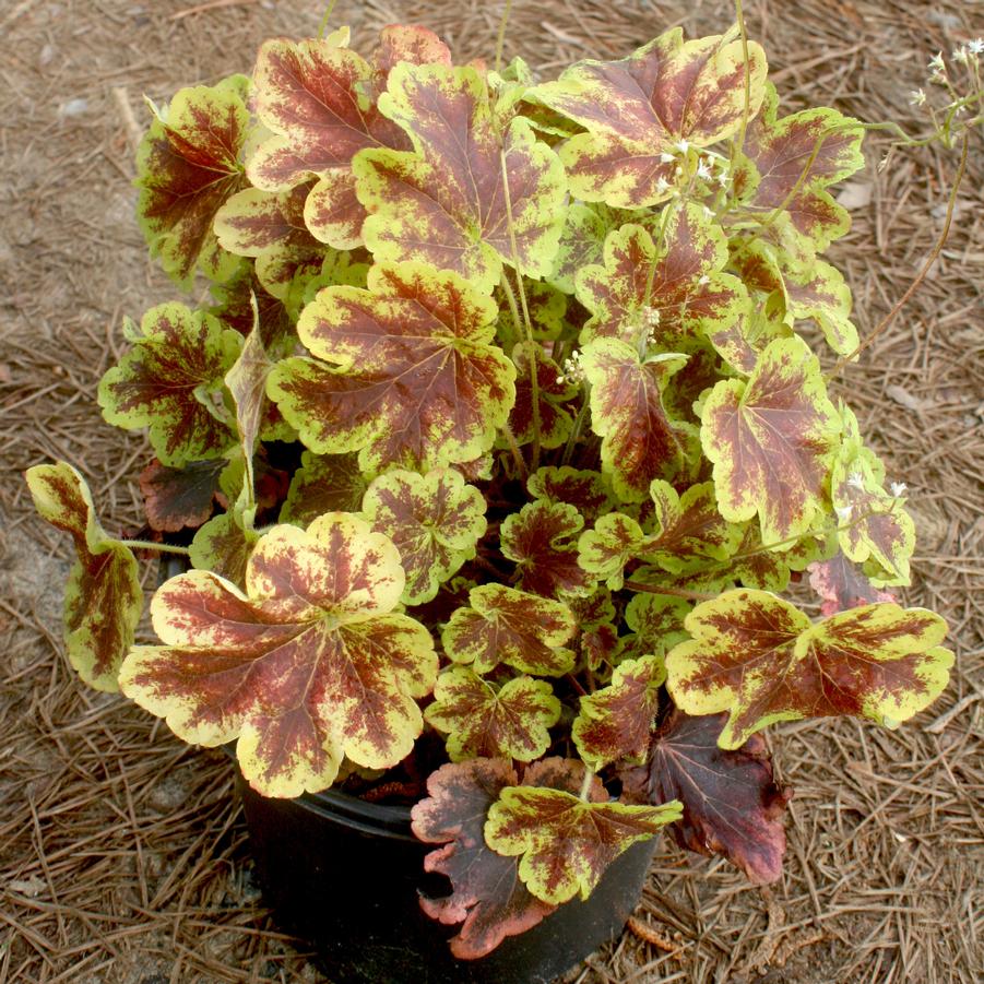 Heucherella Solar Eclipse