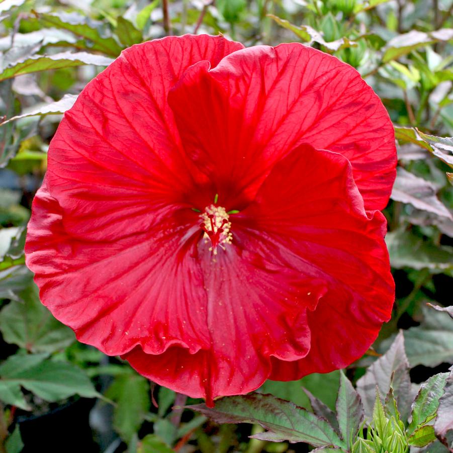 Hibiscus moscheutos Cranberry Crush