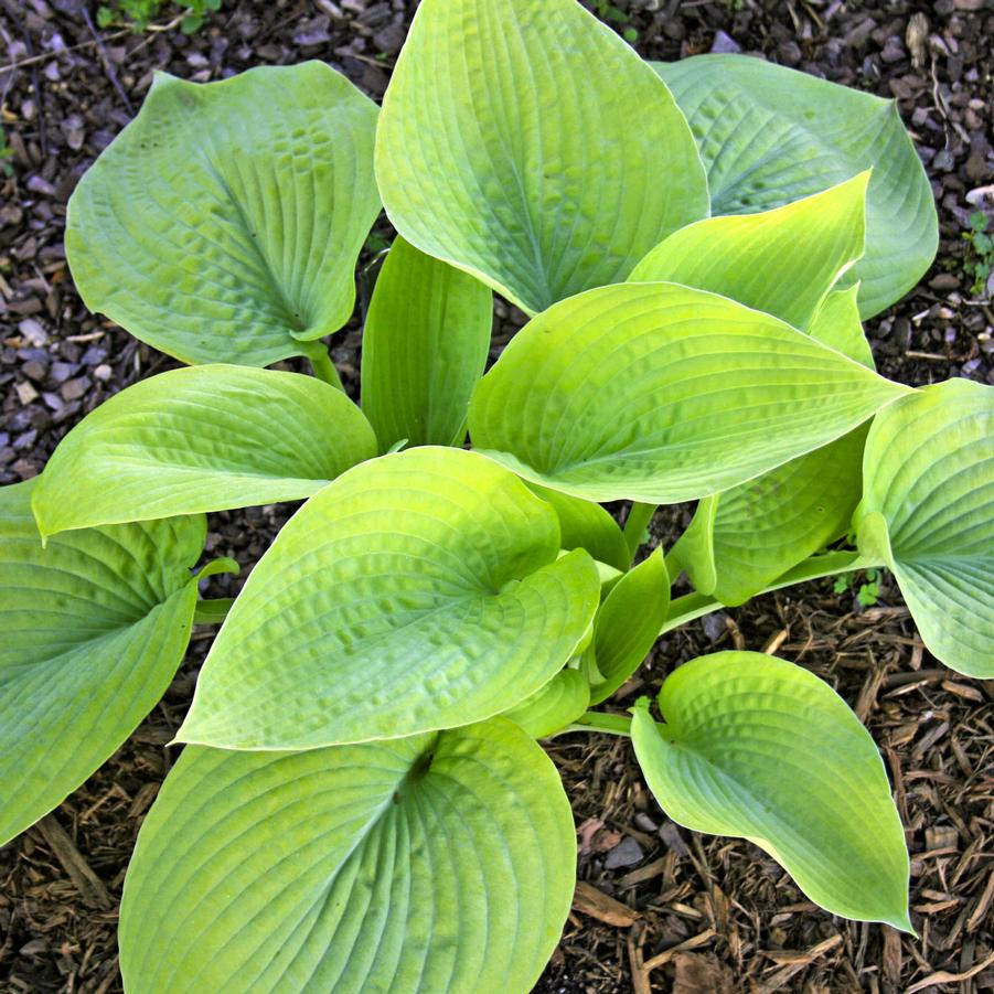 Hosta City Lights