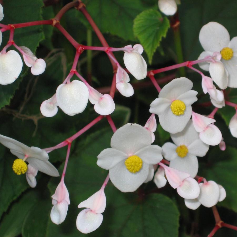 Begonia grandis Alba