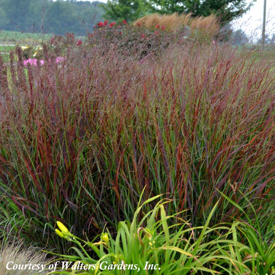 Panicum virgatum Cheyenne Sky