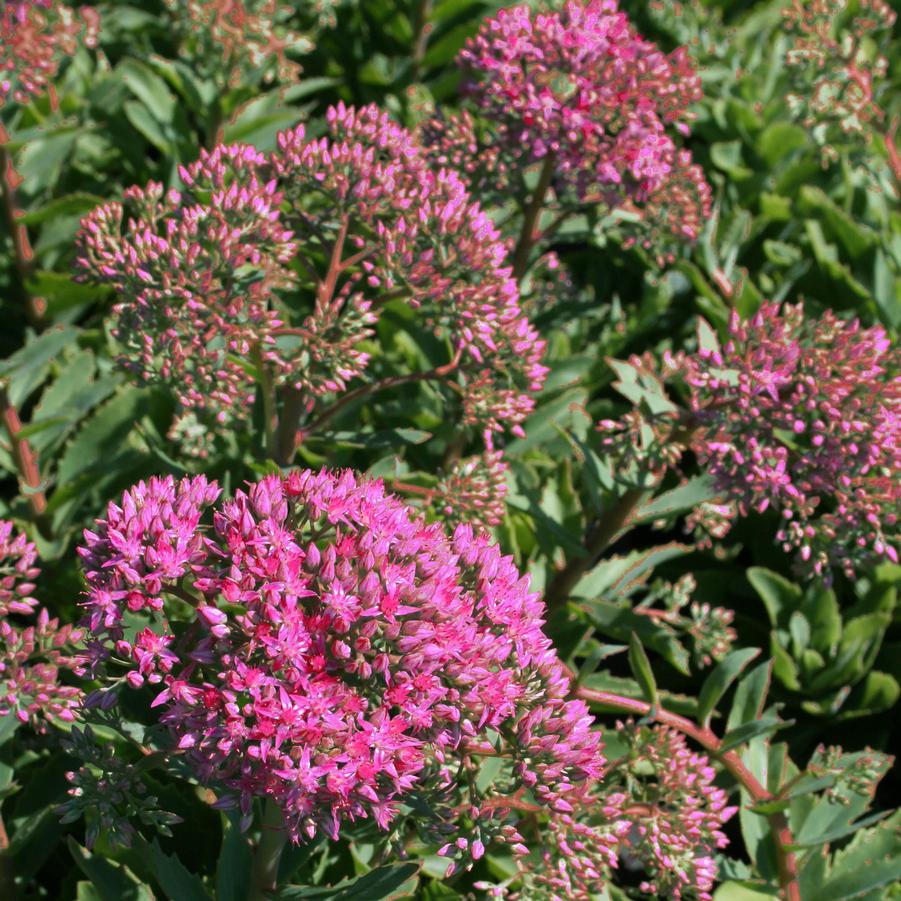 Sedum spectabile Munstead Dark Red