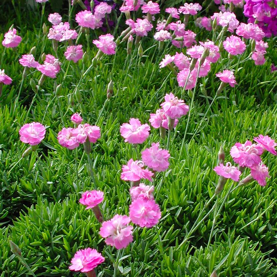 Dianthus gratianopolitanus Tiny Rubies