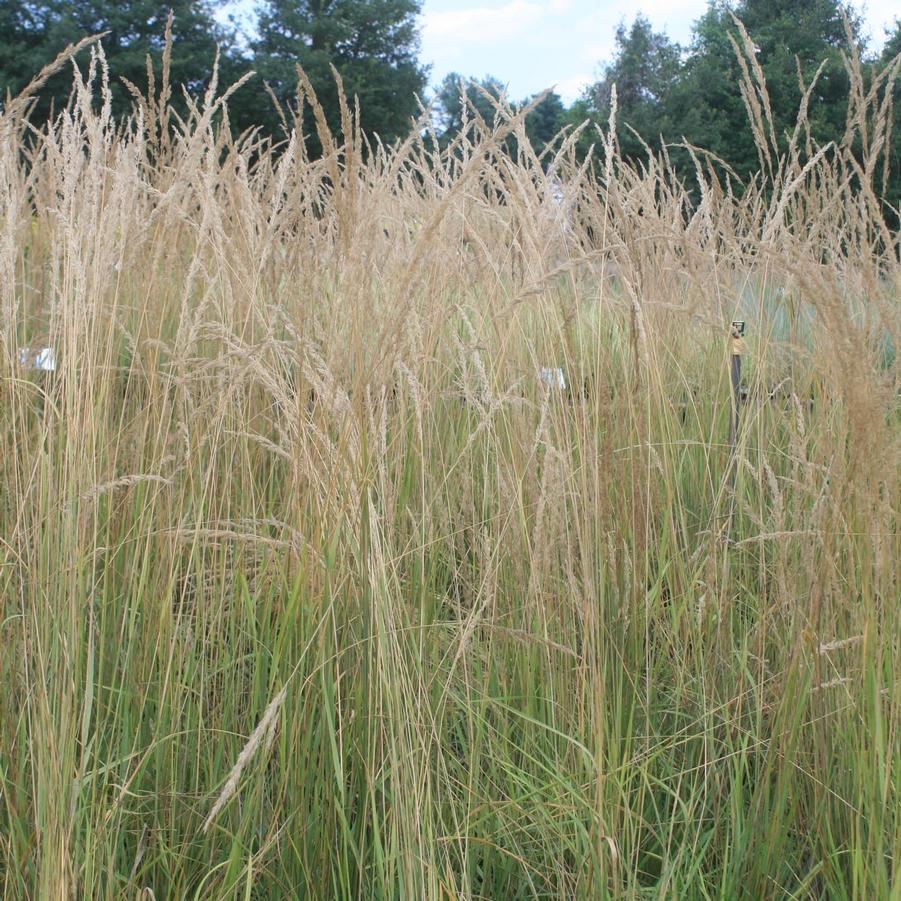 Calamagrostis brachytricha 