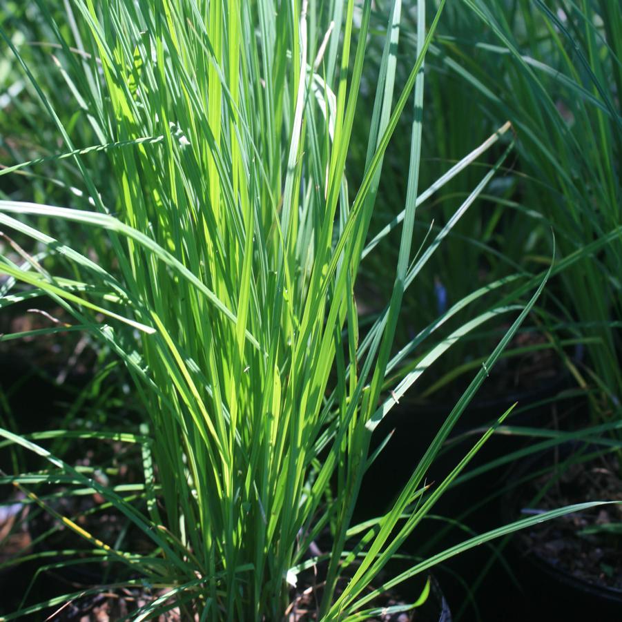 Carex stricta 