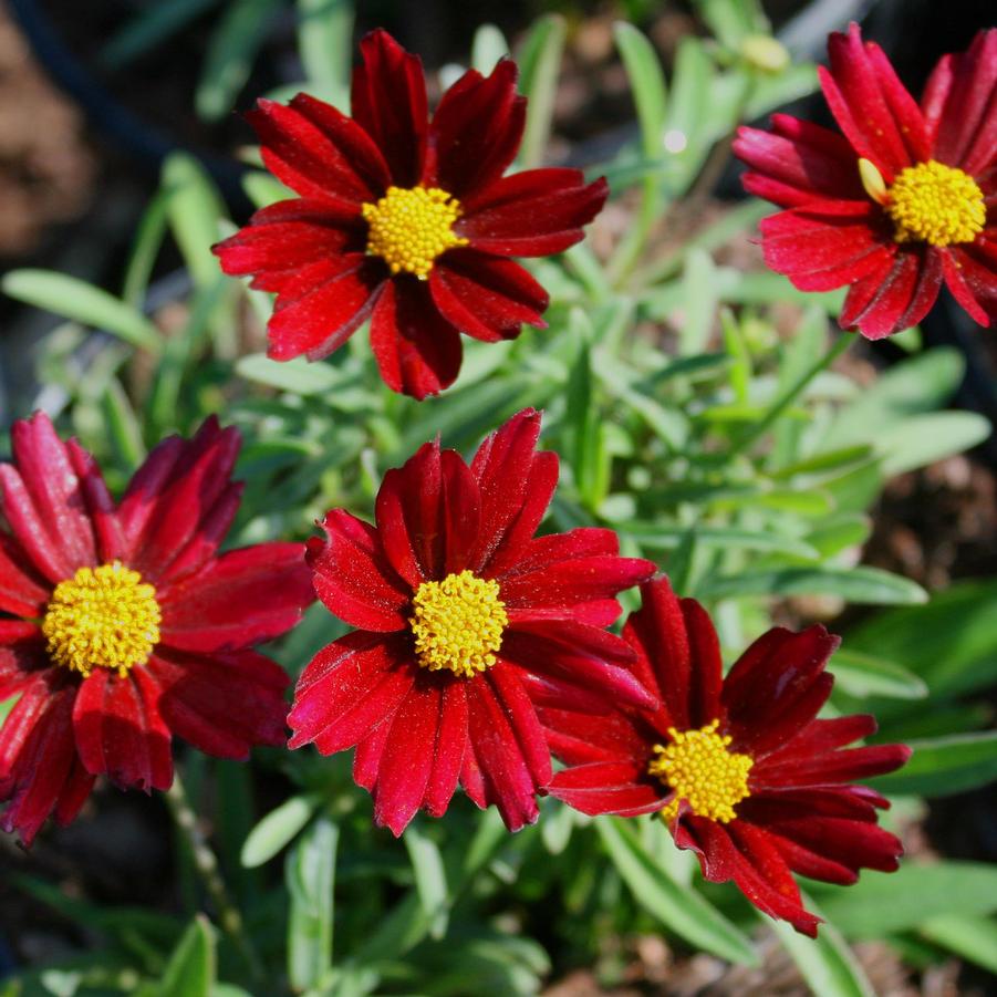 Coreopsis Mercury Rising
