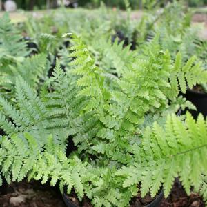 Dryopteris complexa Robusta