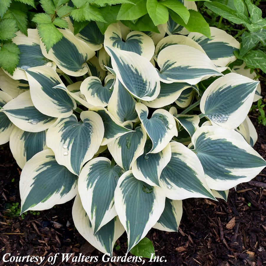 Hosta Blue Ivory