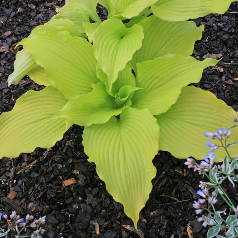 Hosta Dancing Queen