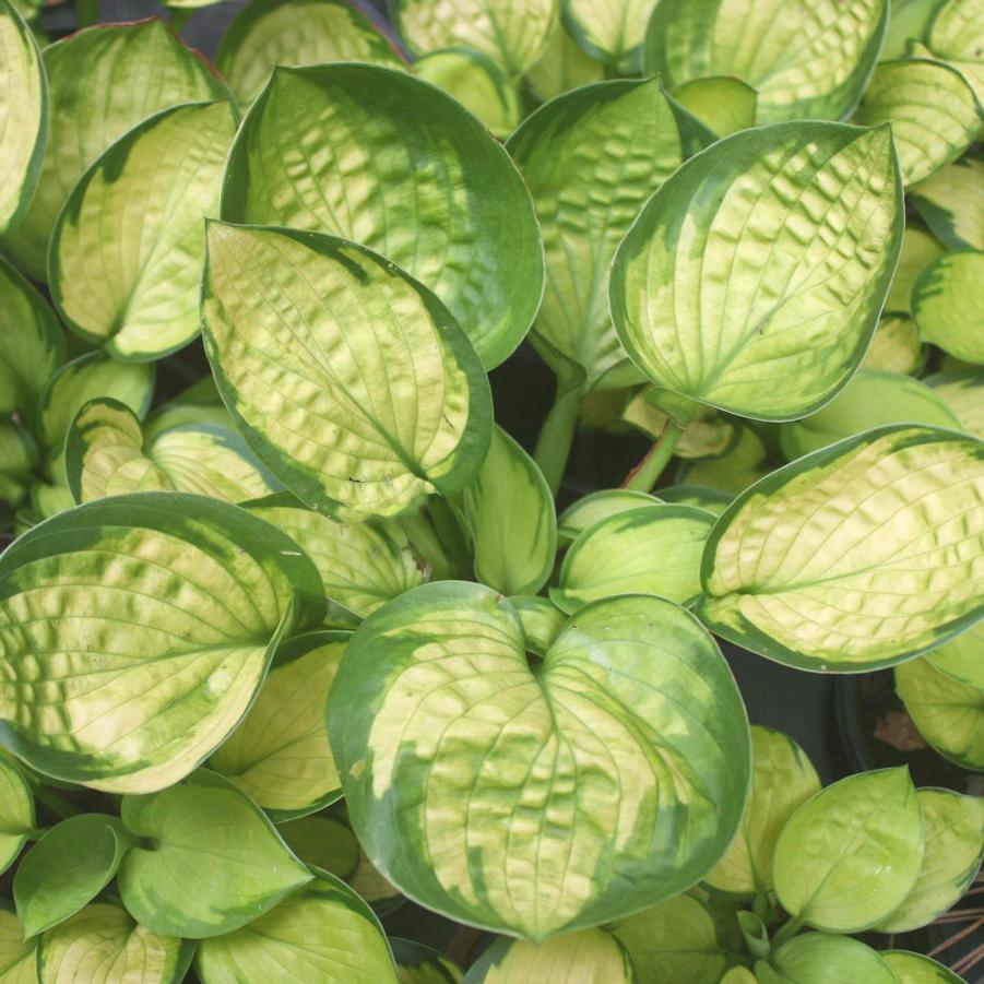 Hosta Rainforest Sunrise