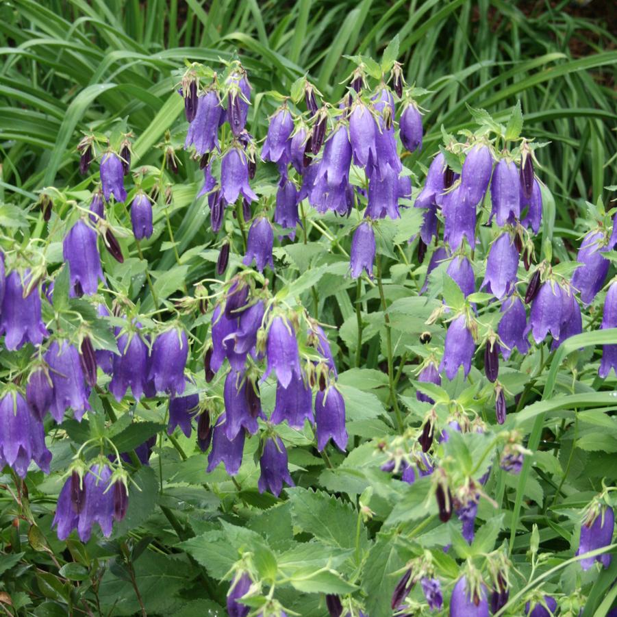 Campanula Sarastro