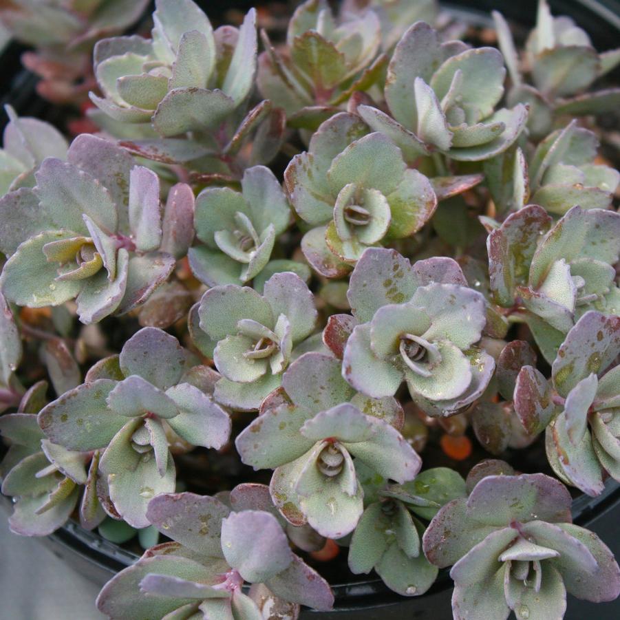 Sedum Dazzleberry