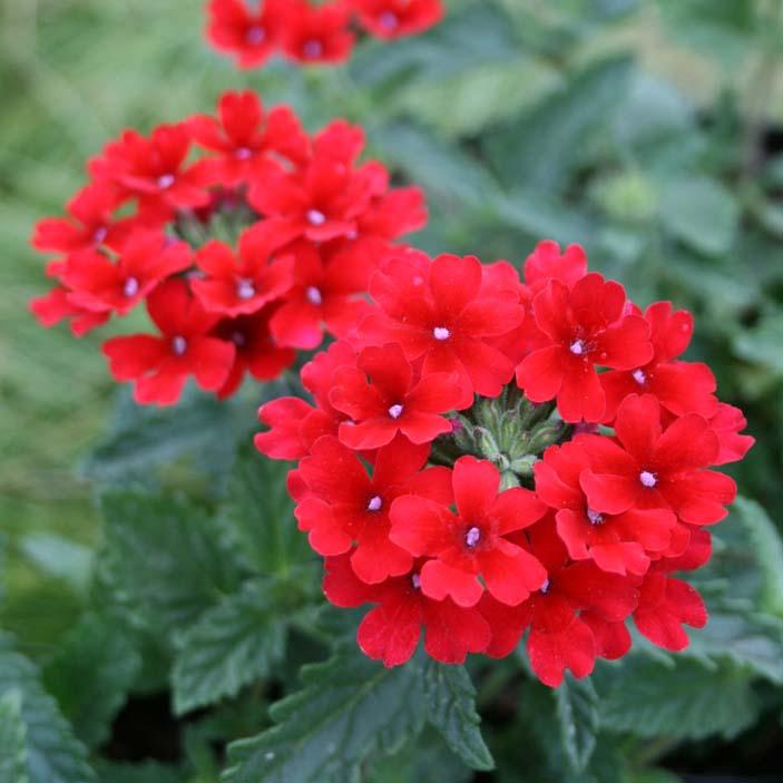 Verbena canadensis Homestead Red