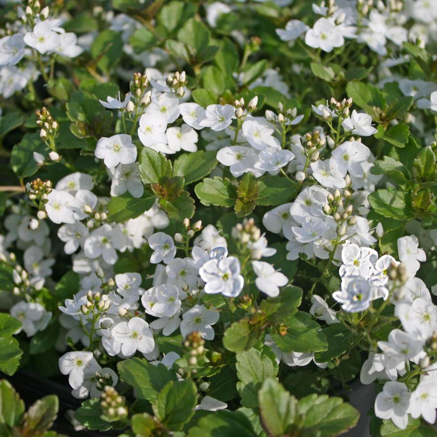 Veronica peduncularis Whitewater