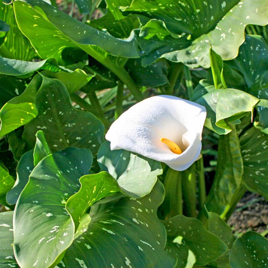 Zantedeschia aethiopica White Giant