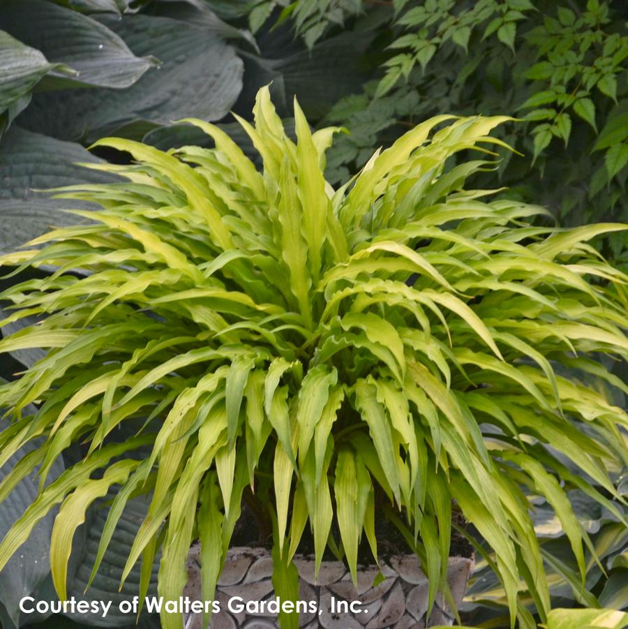 Hosta Curly Fries