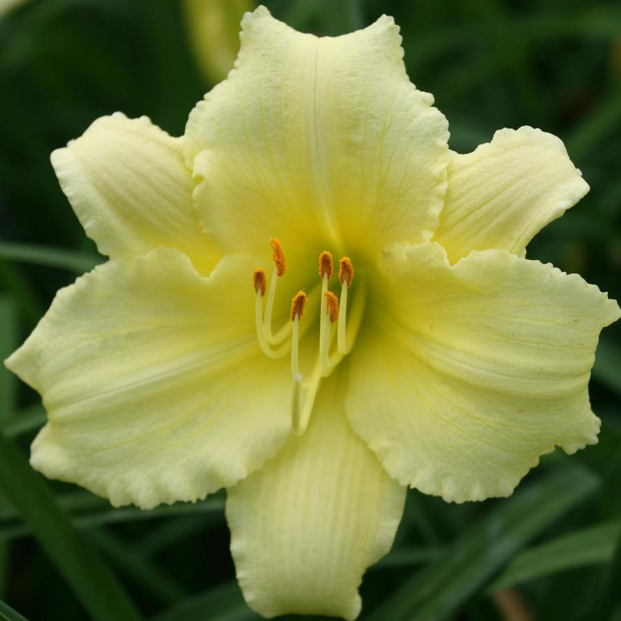 Hemerocallis Fragrant Treasure