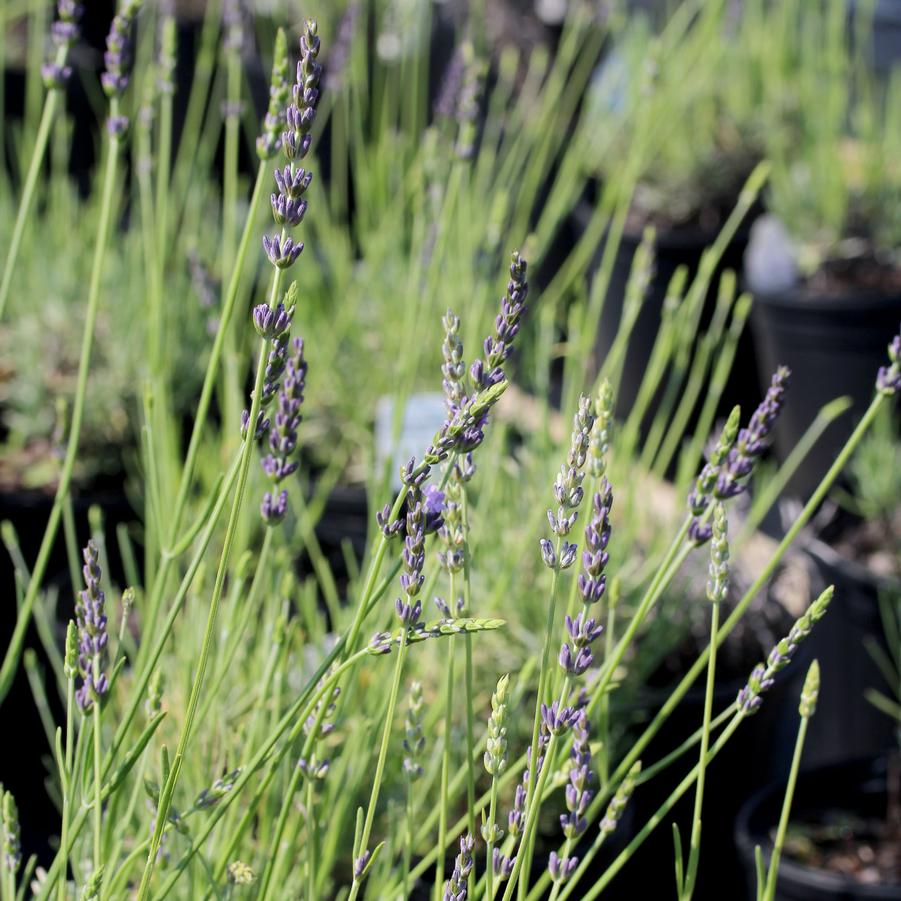 Lavandula intermedia Phenomenal