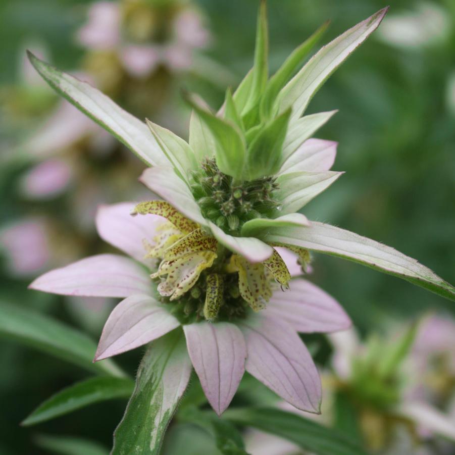 Monarda punctata 