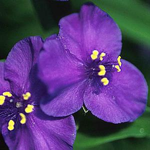 Tradescantia Zwanenburg Blue