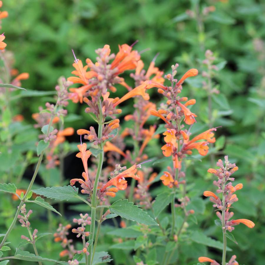 Agastache Kudos Mandarin