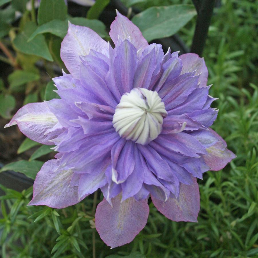 Clematis Diamantina