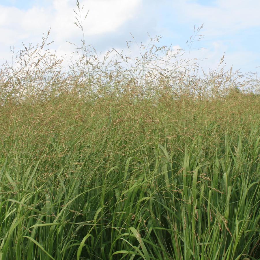 Panicum virgatum Cape Breeze