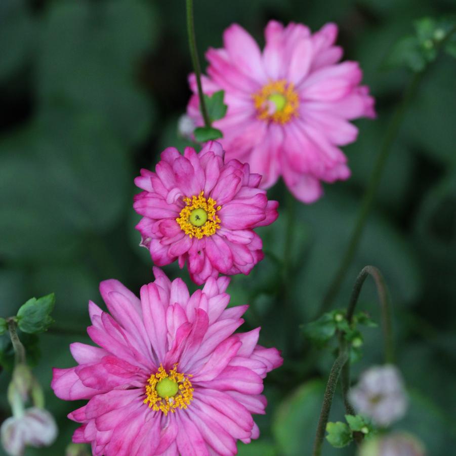 Anemone hupehensis Pretty Lady Julia