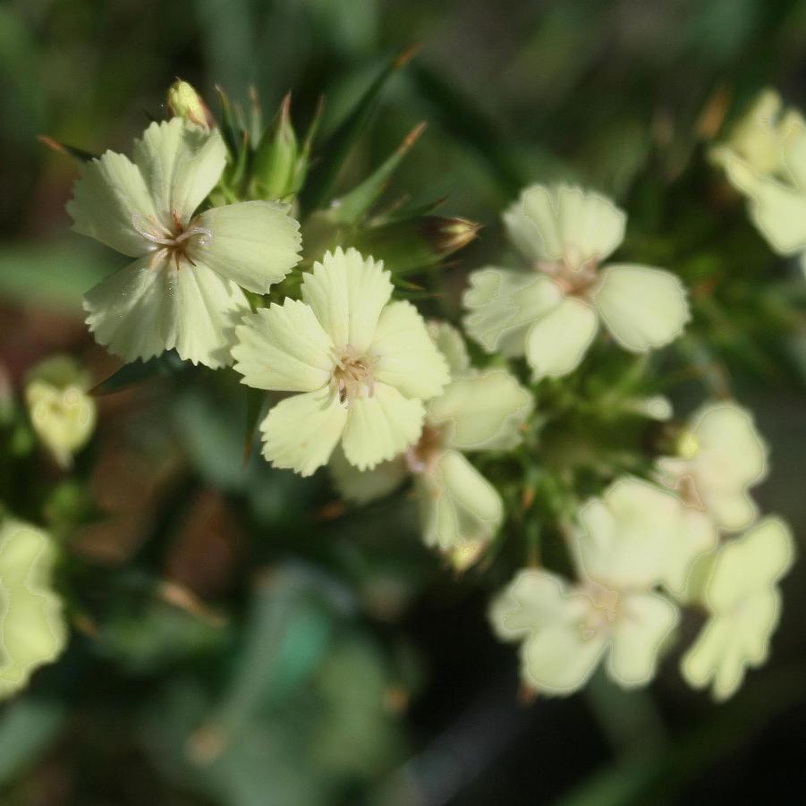 Dianthus knappii Yellow Harmony