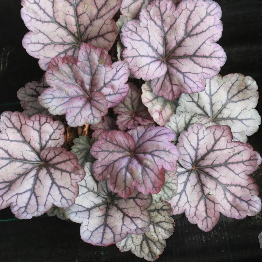 Heuchera villosa Sugar Plum