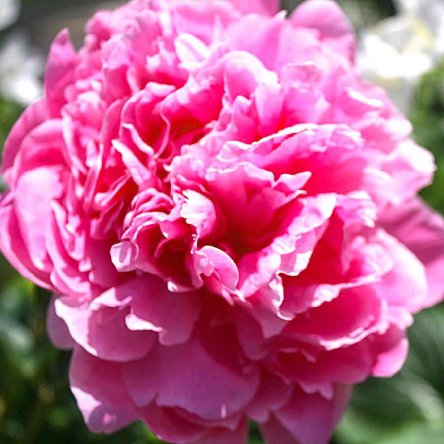 Paeonia lactiflora Jacorma