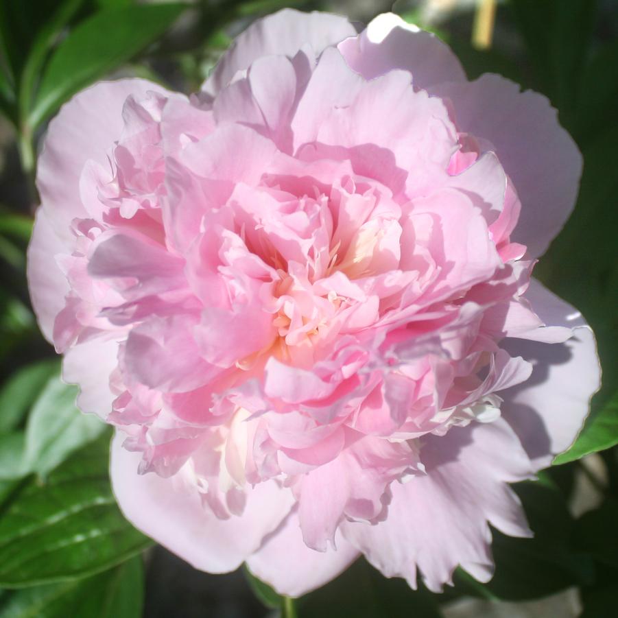 Paeonia lactiflora Sweet Harmony