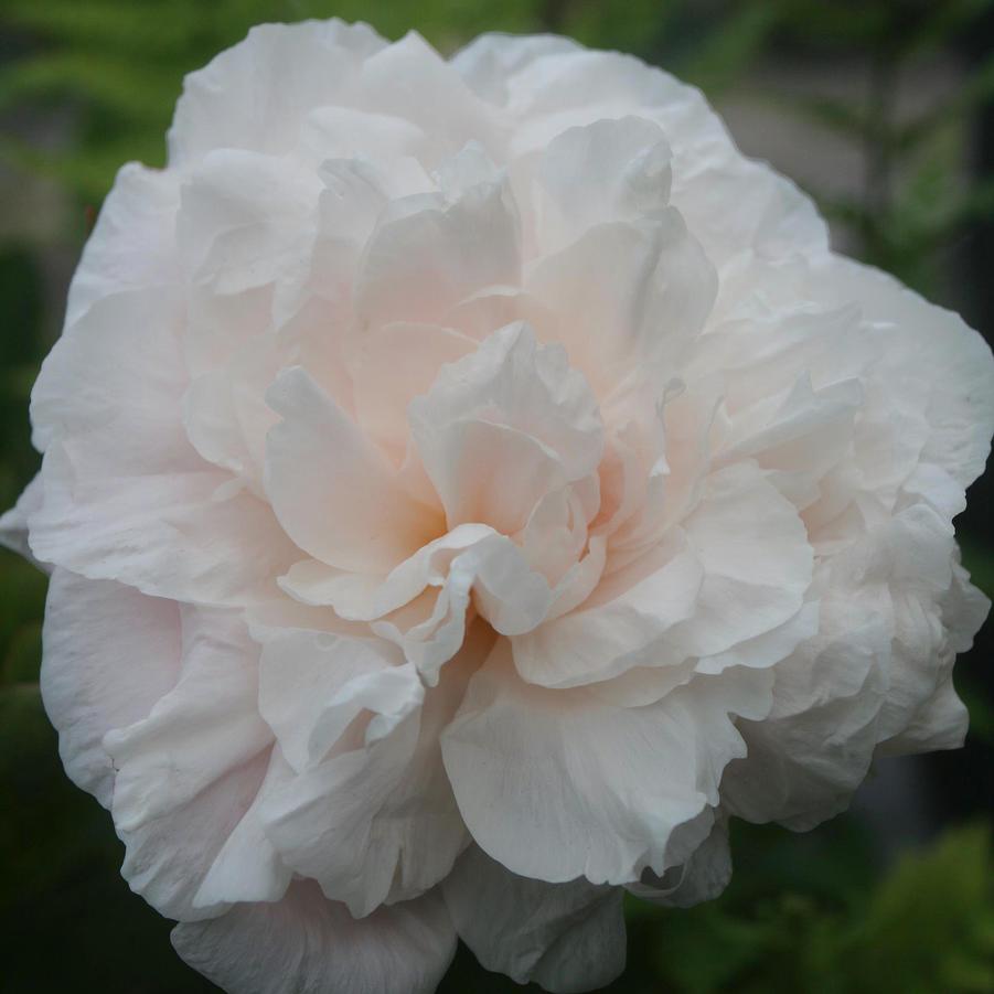 Paeonia lactiflora Pecher